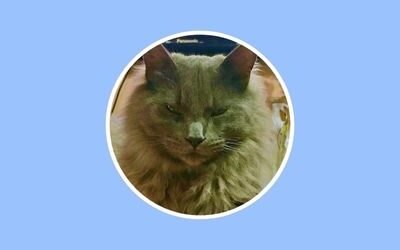 Mishi